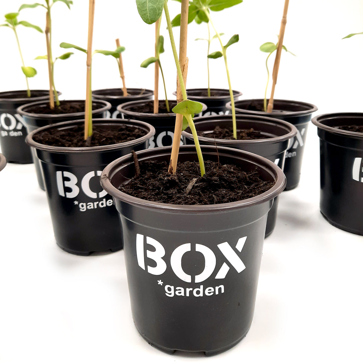 BOXGARDEN girasole - GIRASOLE in vaso